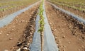 Fields of vine rooted grafts in springtime. In autumn they will be ready to be selled