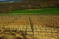 Fields vineyard Royalty Free Stock Photo