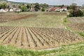 Vineyards Near The Town Of Gevrey-Chambertin