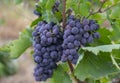 Fields vineyards ripen grapes for wine Royalty Free Stock Photo