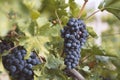 fields vineyards ripen grapes for wine Royalty Free Stock Photo