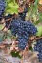 fields vineyards ripen grapes for wine Royalty Free Stock Photo