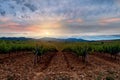 Fields of vineyards at sunset in CariÃÂ±ena, AragÃÂ³n, Spain Royalty Free Stock Photo