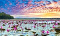 Fields water lilies bloom season in a large flooded lagoon Royalty Free Stock Photo