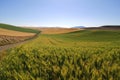 Fields of wheat, barley and soybean along a country road Royalty Free Stock Photo