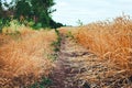 Fields of wheat at the end of summer fully ripe