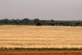 Fields of wheat on a farm
