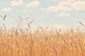 Fields of wheat. Ripe grains. Spikelets of wheat grow in a field on a farm. Wheat crop. Nature of Ukraine.