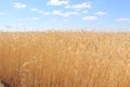 Fields of wheat. Ripe grains. Spikelets of wheat grow in a field on a farm. Wheat crop. Nature of Ukraine.