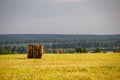 Fields of wheat in summer sunny day. Harvesting bread. Rural landscape with meadow and trees Royalty Free Stock Photo