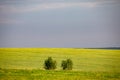 Fields of wheat in summer sunny day. Harvesting bread. Rural landscape with meadow and trees