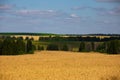 Fields of wheat in summer sunny day. Harvesting bread. Rural landscape with meadow and trees Royalty Free Stock Photo