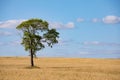 Fields of wheat in summer sunny day. Harvesting bread. Rural landscape with meadow and trees Royalty Free Stock Photo