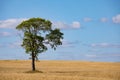 Fields of wheat in summer sunny day. Harvesting bread. Rural landscape with meadow and trees Royalty Free Stock Photo