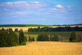 Fields of wheat in summer sunny day. Harvesting bread. Rural landscape with meadow and trees Royalty Free Stock Photo