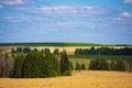 Fields of wheat in summer sunny day. Harvesting bread. Rural landscape with meadow and trees Royalty Free Stock Photo