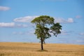 Fields of wheat in summer sunny day. Harvesting bread. Rural landscape with meadow and trees Royalty Free Stock Photo