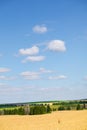 Fields of wheat in summer sunny day. Harvesting bread. Rural landscape with meadow and trees Royalty Free Stock Photo