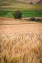 Fields of Wheat Royalty Free Stock Photo