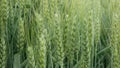 Triticale fields wheat hybrid Triticum rye Secale first bred mature bio organic ear class, pawheat, grown extensively Royalty Free Stock Photo