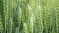 Triticale fields wheat hybrid Triticum rye Secale first bred mature bio organic ear class, pawheat, grown extensively