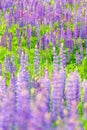 Fields of wild lupine. Beautiful purple flowers in fresh summer green