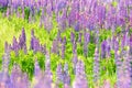 Fields of wild lupine. Beautiful purple flowers in fresh summer greens