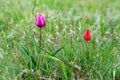 Fields of wild steppe tulips on a cloudy morning.purple and red wild tulips Tulip Schrenk spring Royalty Free Stock Photo