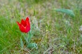 Fields of wild steppe tulips on a cloudy morning. Red wild tulips Tulip Schrenk spring Royalty Free Stock Photo