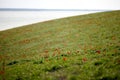 Fields of wild steppe tulips on a cloudy morning. Red wild tulips (Tulip Schrenk) spring in State nature Royalty Free Stock Photo