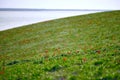 Fields of wild steppe tulips on a cloudy morning. Red wild tulips (Tulip Schrenk) spring in State nature Royalty Free Stock Photo