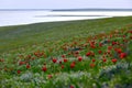 Fields of wild steppe tulips on a cloudy morning. Red wild tulips (Tulip Schrenk) spring in State nature Royalty Free Stock Photo