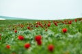 Fields of wild steppe tulips on a cloudy morning. Red wild tulips (Tulip Schrenk) spring in State nature Royalty Free Stock Photo