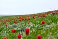 Fields of wild steppe tulips on a cloudy morning. Red wild tulips (Tulip Schrenk) spring in State nature Royalty Free Stock Photo
