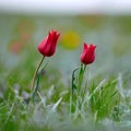 Fields of wild steppe tulips on a cloudy morning. Red wild tulips (Tulip Schrenk) spring in State nature Royalty Free Stock Photo