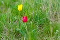 Fields of wild steppe tulips on a cloudy morning. yellow and red wild tulips Tulip Schrenk spring Royalty Free Stock Photo