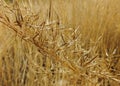 Fields yellow ear grass autumn