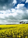 Fields of yellow