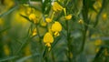 Fields of yellow petals Indian hemp on blurred leave background, know as Madras hemp or Sunn Crotolaria Royalty Free Stock Photo