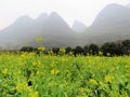 Yangshuo Rapeseed Canola Flowers Set Against Misty Karst Hills