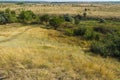 The fields are yellow. Trees grow green in the field Royalty Free Stock Photo