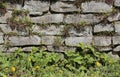 Fieldstone wall with various different wild plants Royalty Free Stock Photo
