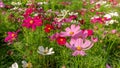Fiels of beautiful Pink, violet and White Cosmos hybrid blooming on green leaves of bush, under sunnlight morning Royalty Free Stock Photo