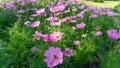 Fiels of beautiful Pink, violet and White Cosmos hybrid blooming on green leaves of bush, yellow petals of marigold on background Royalty Free Stock Photo