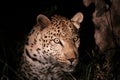 Alert leopard in the spotlight