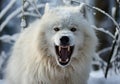Fierce and angry arctic white wolf in winter landscape with falling snow. AI generated