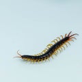 Giant centipede isolated on white background Royalty Free Stock Photo