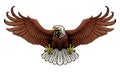 Fierce Bald Eagle Spread The Wings