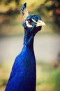 Fierce blue peacock Royalty Free Stock Photo