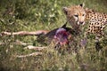 Fierce cheetah near its prey carcass on a field in Tanzania